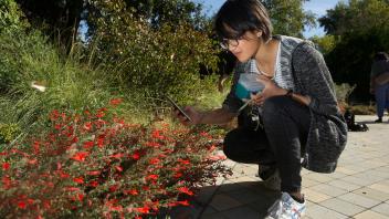 Epilobium canum at the UC Davis Arboretum and pollinator researcher