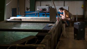 Flume used in studies of fish physiological performance