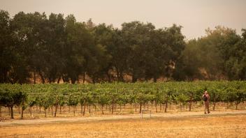 Vineyard landscape near Davis, CA
