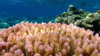 coral