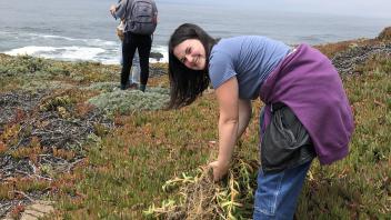 Ice plant eradication at the Bodega Marine Reserve