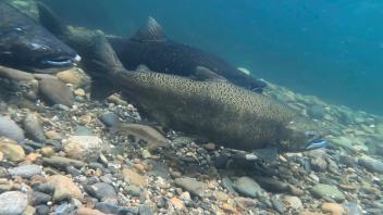 Chinook salmon in river