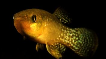 Killifish