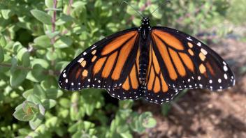 Monarch butterfly in an urban garden