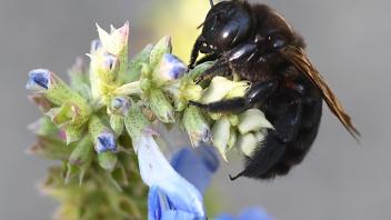 Xylocopa sonorina