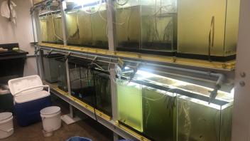 environmental chamber with tanks of seagrass
