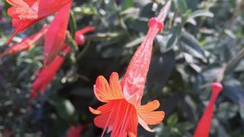 Epilobium canum