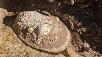 Owl limpet