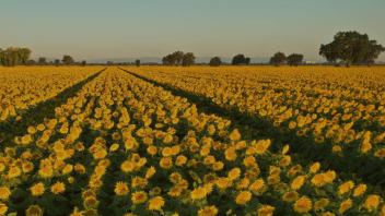 A field of sunflowers
