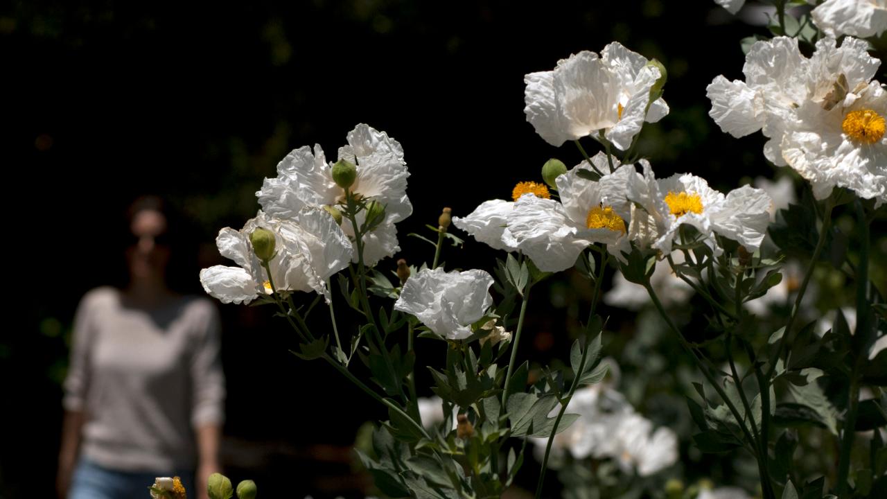 Matilija poppies at the Arboretum