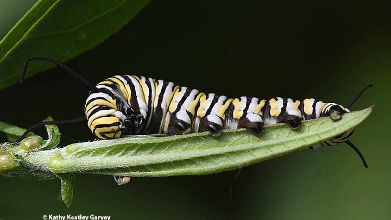 Monarch caterpillar