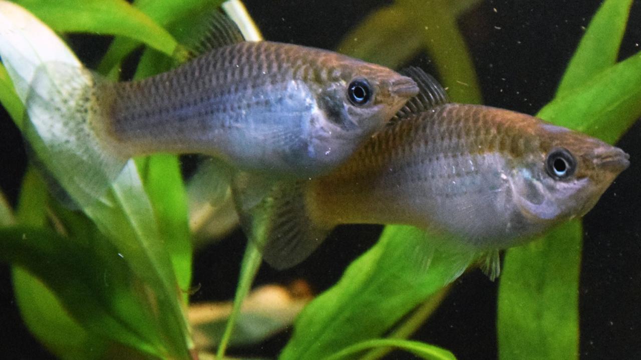 Poecilia formosa. Photo credit: David Bierbach/Humboldt Universität zu Berlin Amazon molly