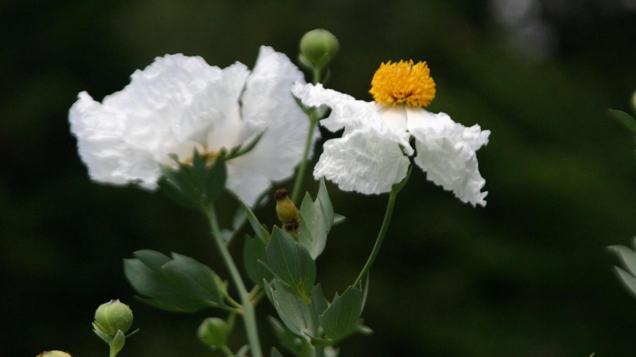 Matilja poppy blossom