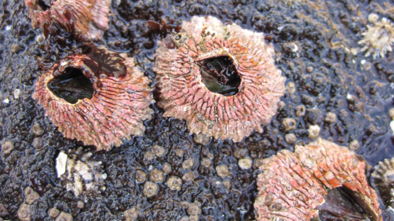  Tetraclita rubescens, the pink volcano barnacle. © Regents of the University of California pink volcano barnacle