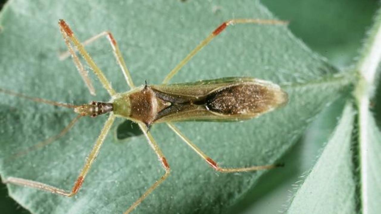 An assassin bug, Zelus sp., may help to control vineyard pests. 