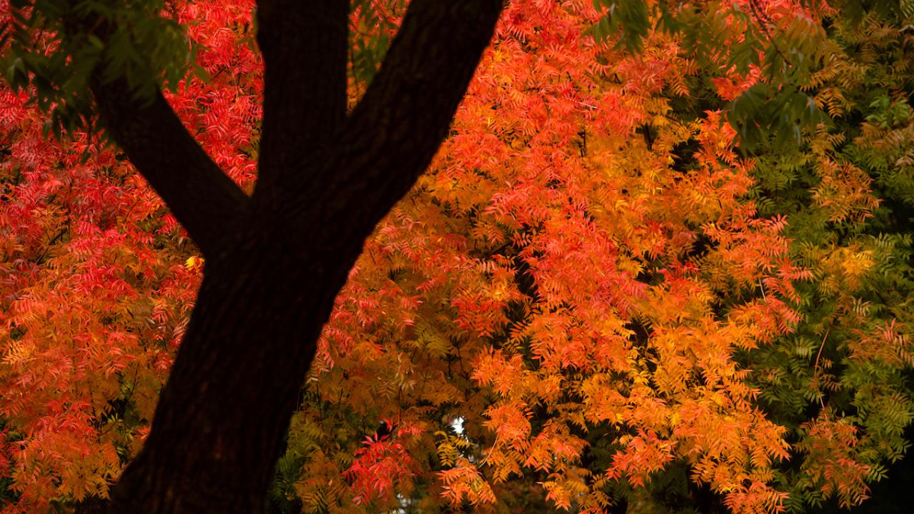 fall color in Davis