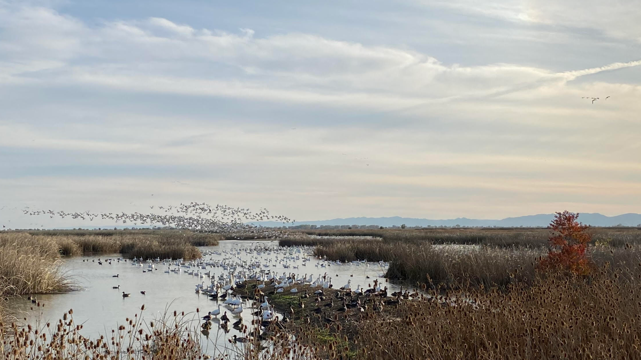 Snow geese and Ross' geese in a wetland