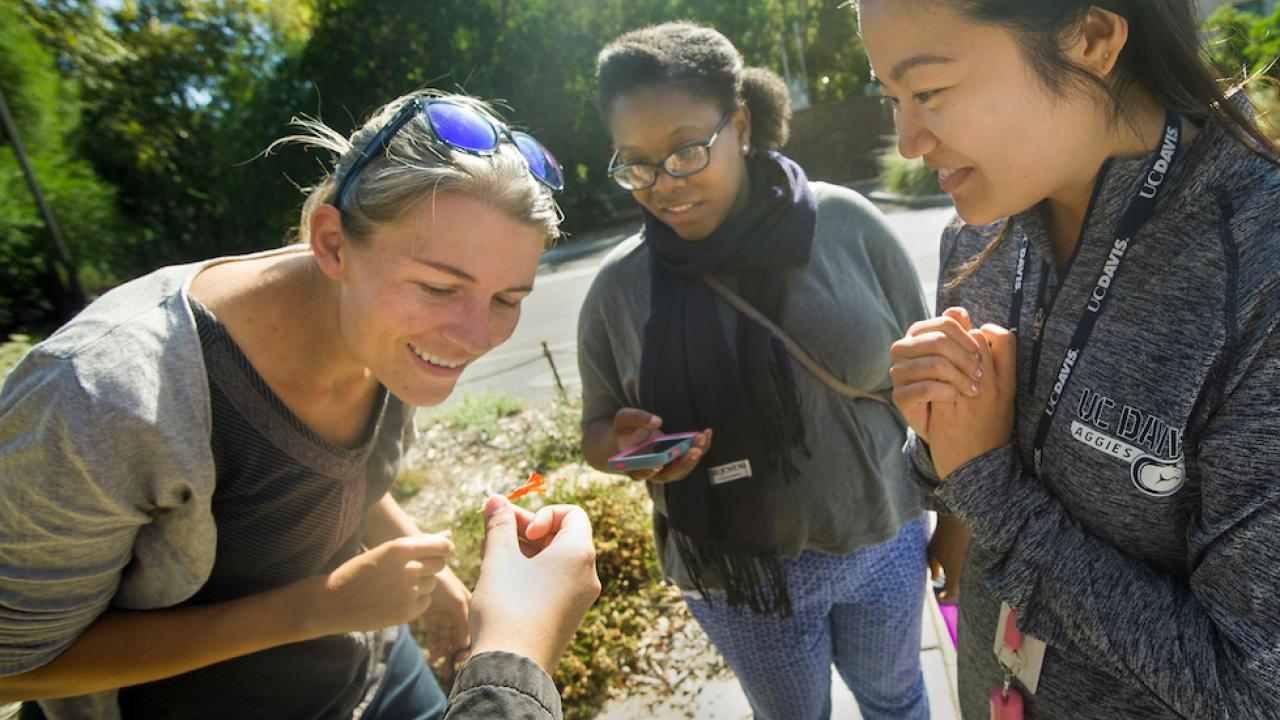 Rachel Vannette and her graduate student Allie Igwe work with undergrads to study flower microbiomes Rachel Vannette and students