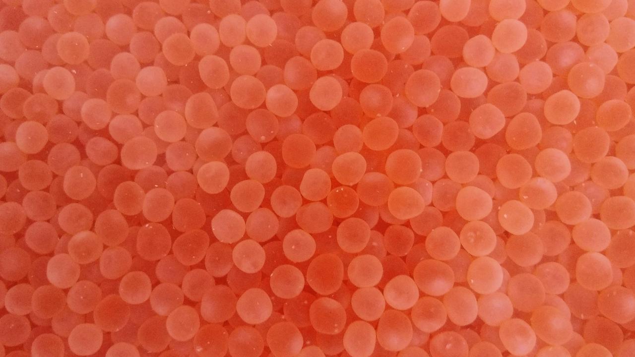 Salmon embryos 