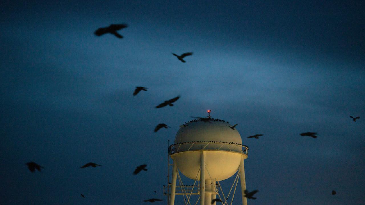 crows circle a UC Davis water tower at dusk