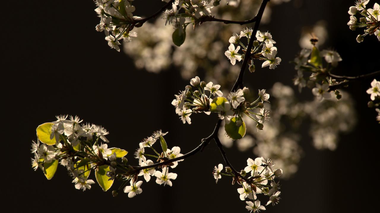 spring flowering tree