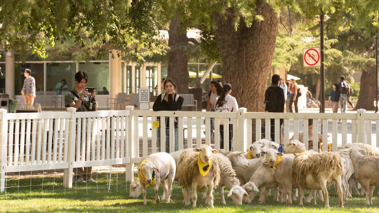 UC Davis sheep mowers in action