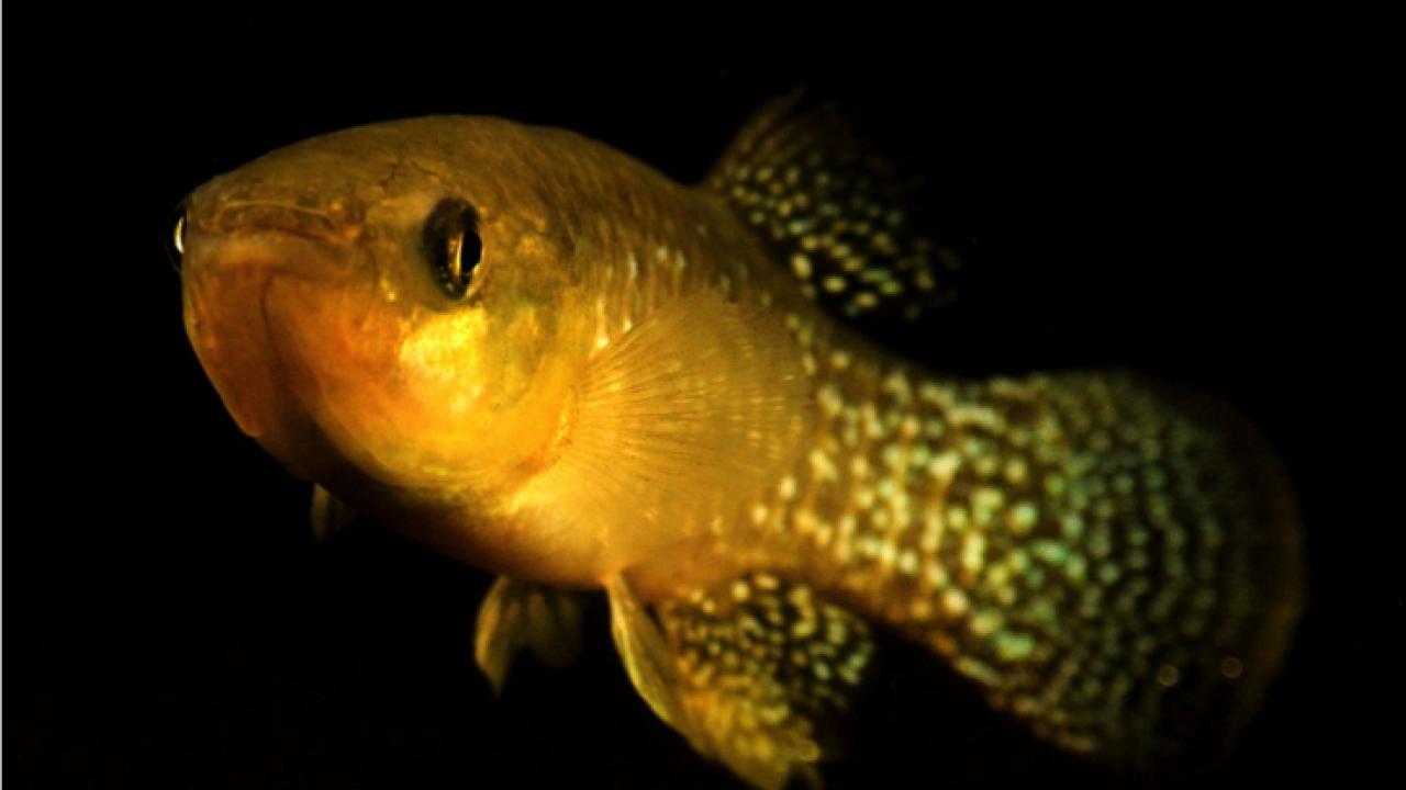 Killifish