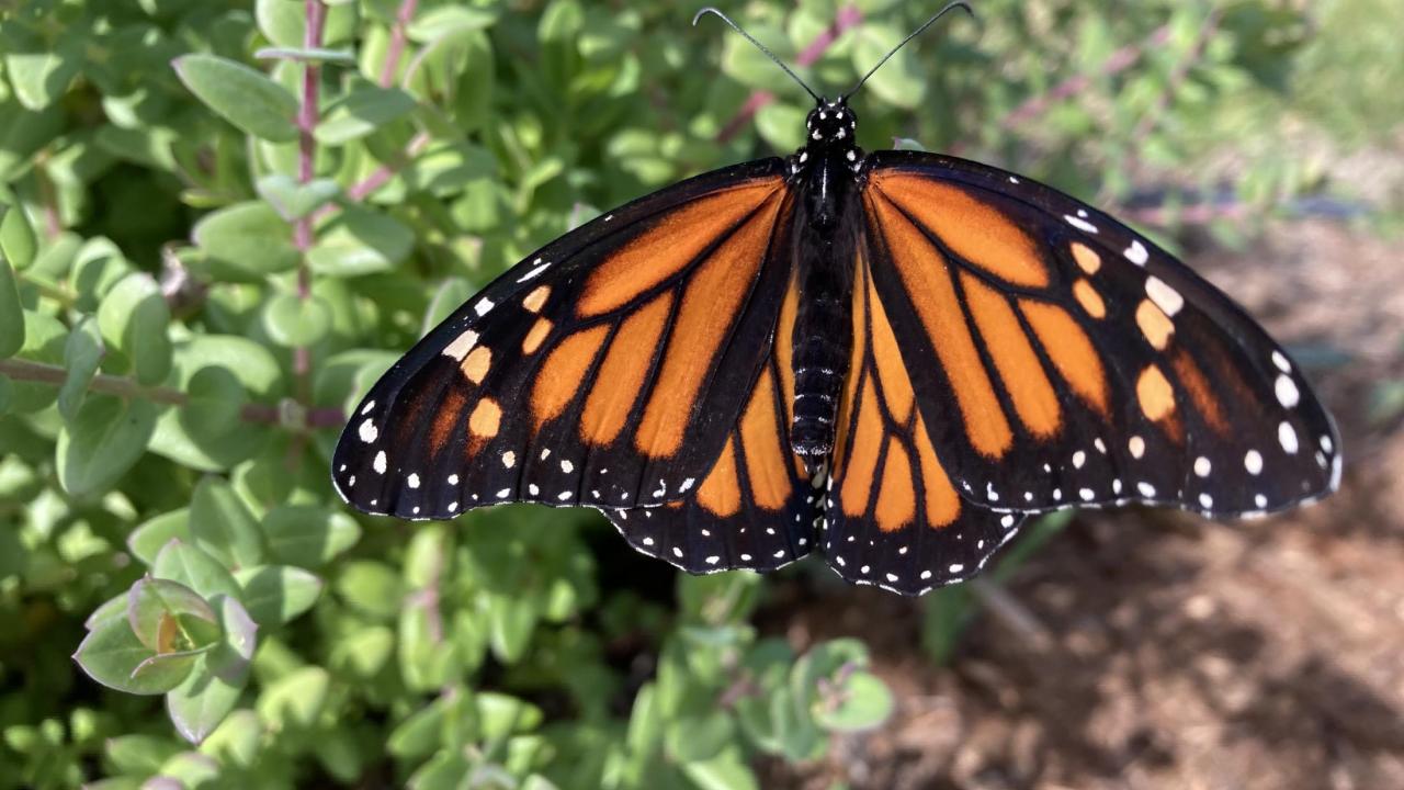 Monarch butterfly in an urban garden