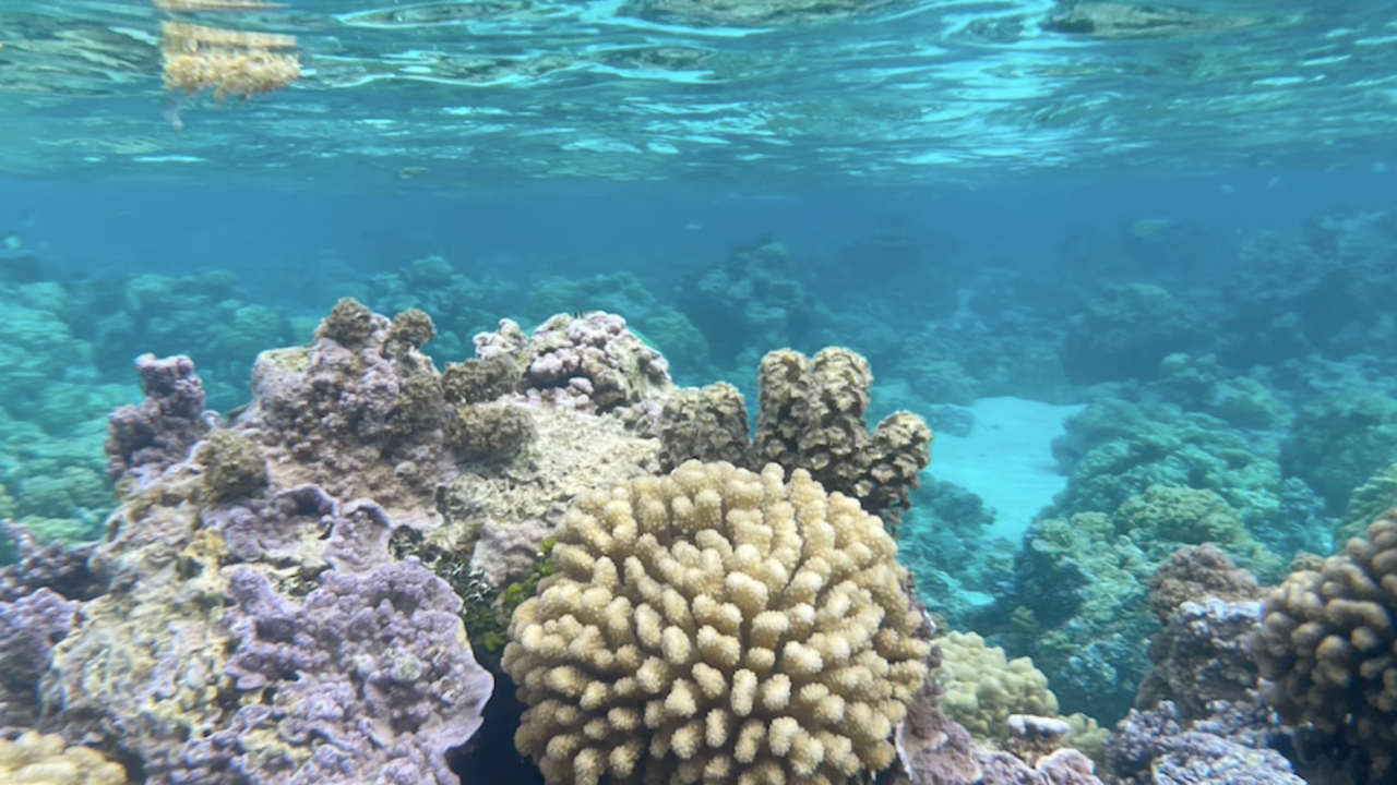 Coral reef community in clear aqua waters
