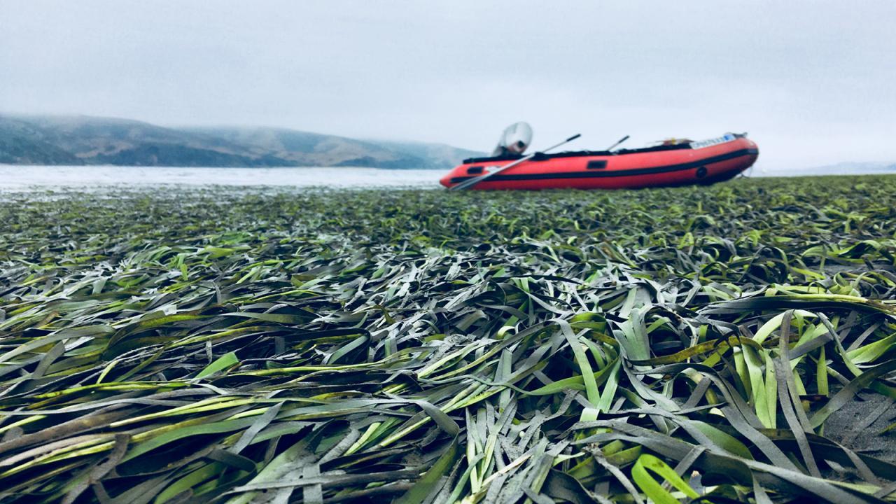 Seagrasses with a red boat in the background