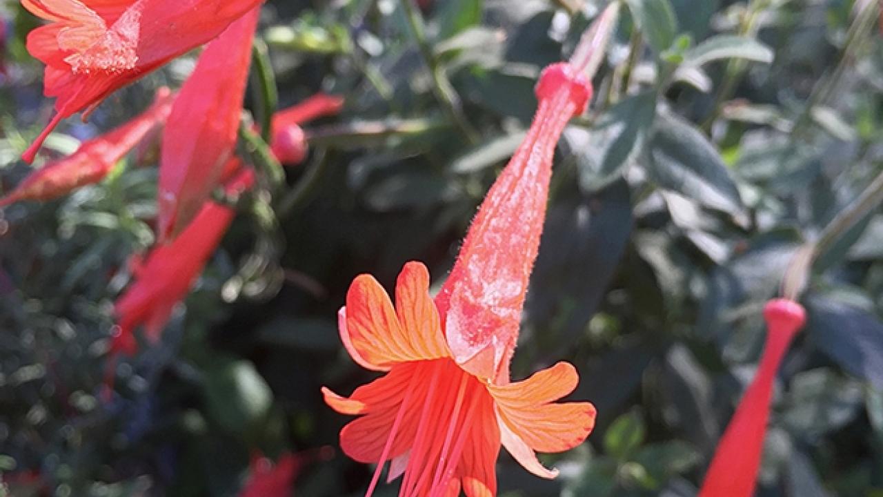 Epilobium canum
