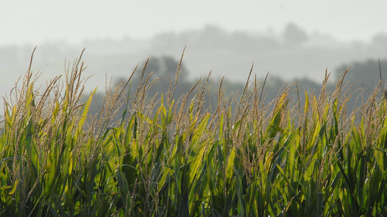 Field of corn