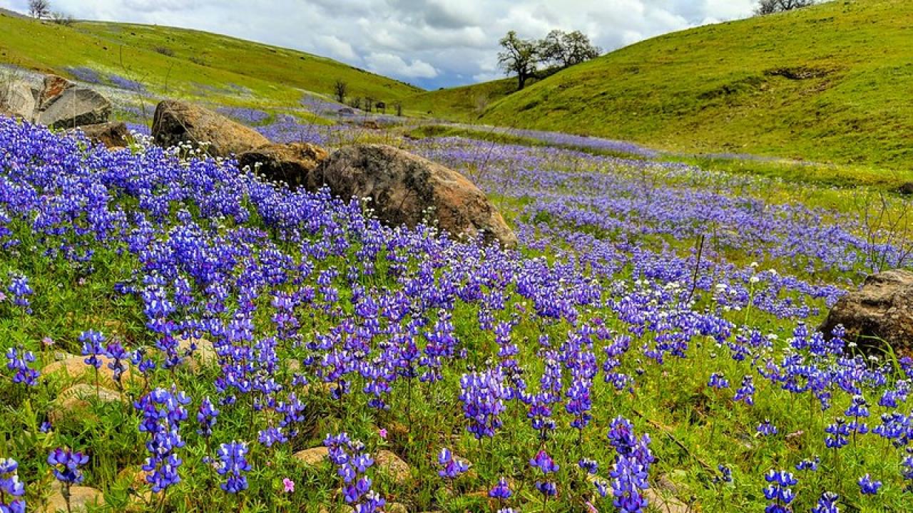 Lupines