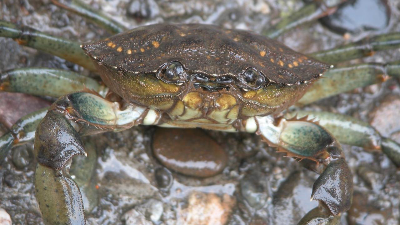 European green crab, close up and personal