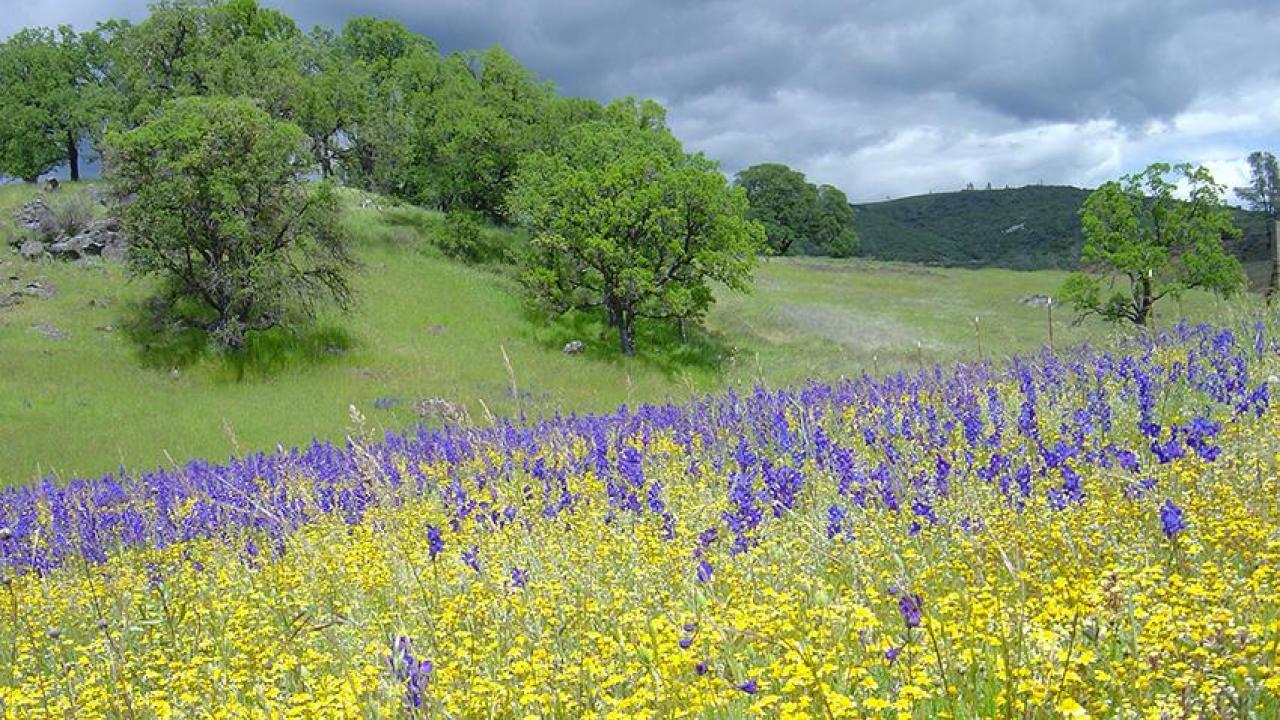 Wildflowers at McLaughlin Natural Reserve