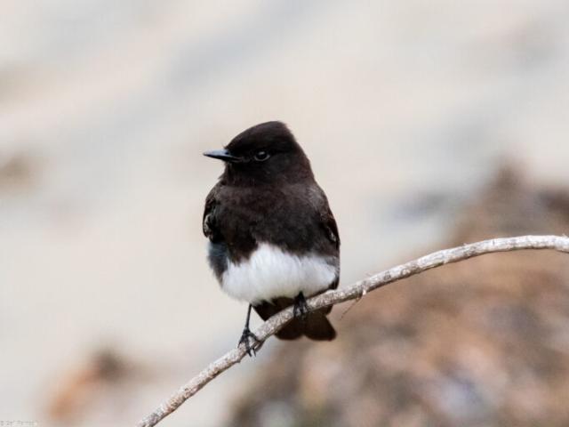 Black phoebe by Gail Patricelli