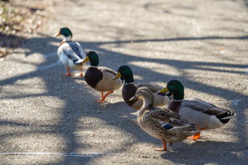 Mallard ducks in a row