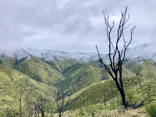 Snow on a distant ridge, with trees burned in recent wildfires