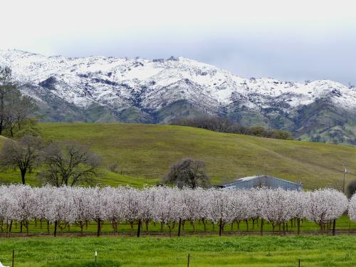 Snow on English Hills west of Winters CA, with almond orchard in bloom