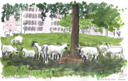 Sheep grazing outside a UC Davis building