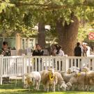 UC Davis sheep mowers in action