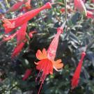 Epilobium canum