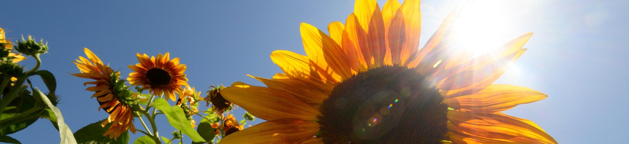 sunflower