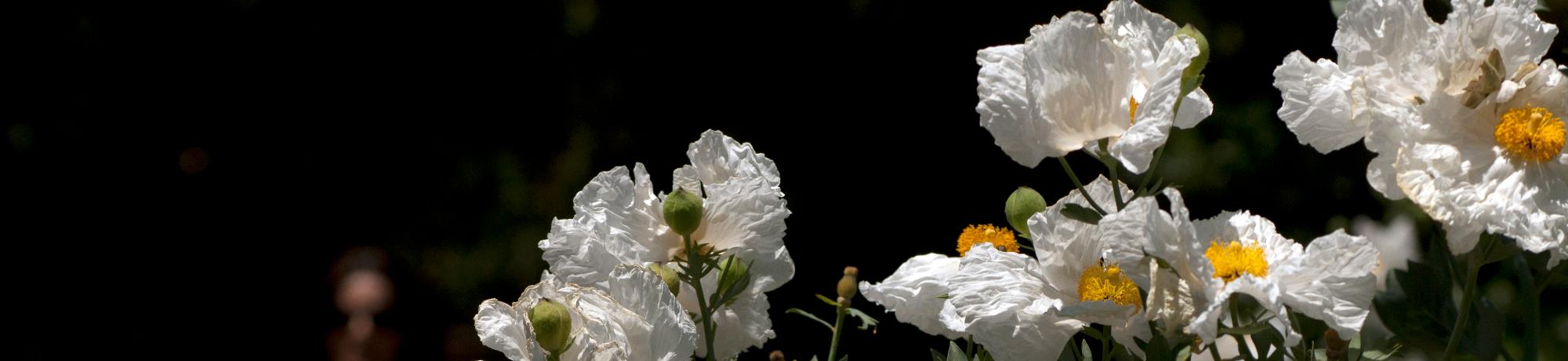 Matilija poppies at the Arboretum