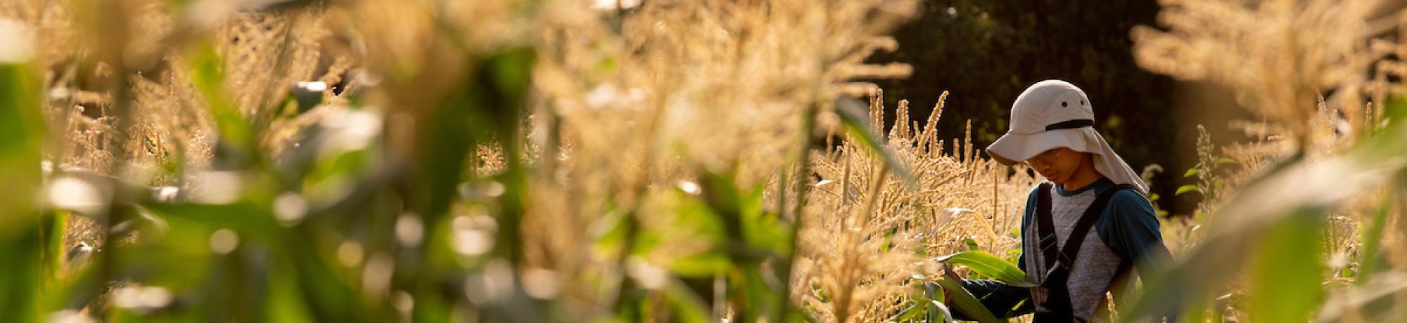 Student harvesting corn
