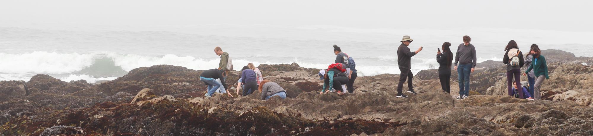 Students exploring the rocky intertidal at the Bodega Marine Lab