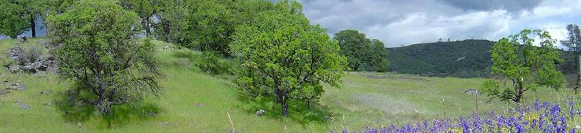 Wildflowers at McLaughlin Natural Reserve